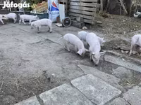 Babi betina, Крупная белая — foto 3