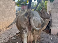 Lembu jantan, Russian Black pied cattle — foto 5