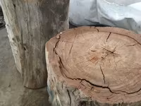 گاو نر, گاو — عکس 1