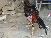 Chickens — عکس 8
