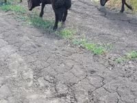 Bagge, Baerchuke sheep — foto 2