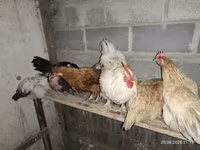 Chickens — foto 2