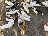 Ducks — 사진 2