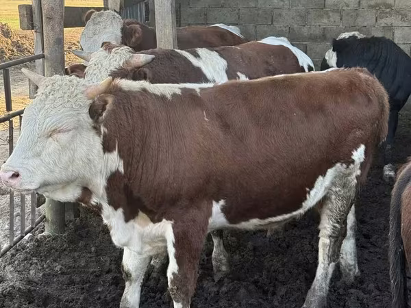 Bulle, Simmental cattle