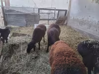 Kambing jantan, Sheep — foto 2