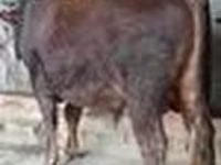 Lembu jantan, Red Steppe Cow — foto 5