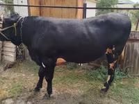 Touro, Raça Holstein — foto 2