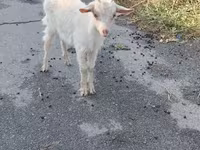 Koza, Saanen goat — zdjęcie 2