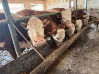 วัวตัวเมีย, Simmental cattle — รูปภาพ 2