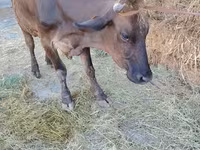วัวตัวเมีย, Swiss cattle — รูปภาพ 5