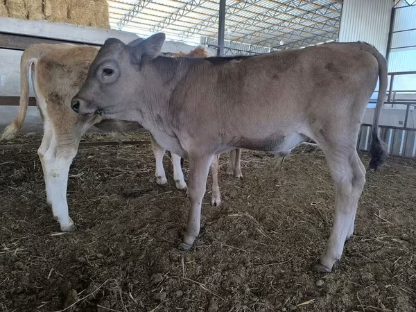 گاو نر, Swiss cattle