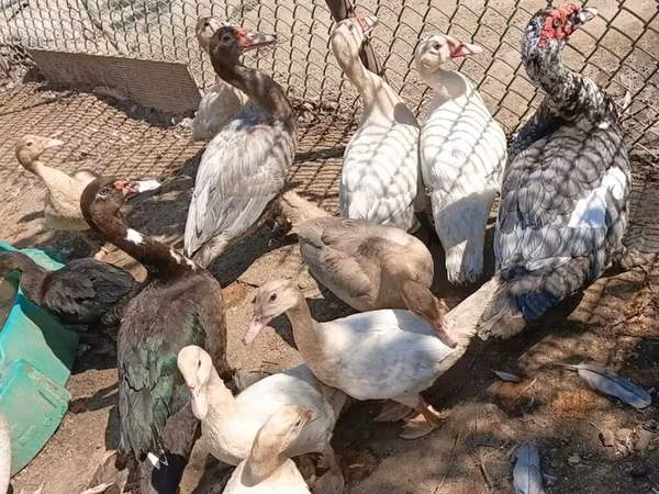 มัสโกวีพันธุ์บ้าน