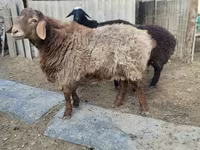 قوچ, Arashan sheep — عکس 2