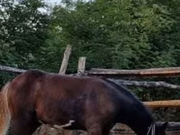 Pastuv, Коњи