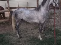 Hingst, Lipizzaner — foto 6