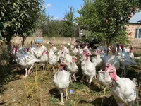 Turkeys — zdjęcie 1