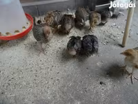 Chickens — 写真 1