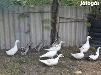 Ducks — عکس 1