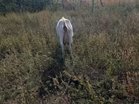 Ziege, Ziegen — Foto 3