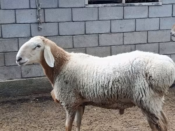 Ram, Arashan sheep