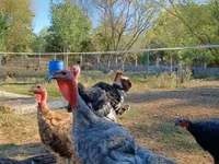 Turkeys — Foto 2