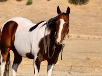 Kuda jantan, National Show Horse — foto 7