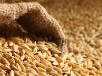 Продажа кормов КРС МРС ячменя,кукурузы,отруби,соль У нас имеется — ảnh 2