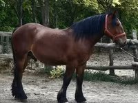Koń, Konie — zdjęcie 3