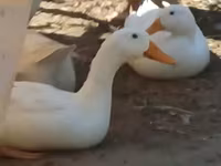 Ducks — foto 5