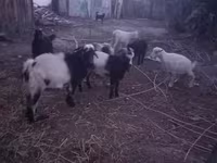 Ziege, Ziegen — Foto 1