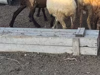 Vædder, Får — foto 2