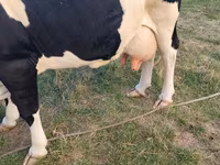 گاو ماده, Russian Black pied cattle — عکس 3