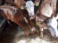 Bik, Simmental cattle — fotografija 1