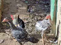 Chickens — تصویر 1