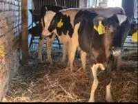 Býk, Russian Black pied cattle — foto 1
