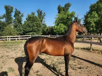 Cal, Akhal-Teke — foto 3