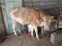 گاو نر, گاو — عکس 3