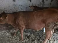Bou, Bovine — foto 3