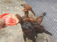 Chickens — عکس 5