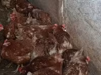 Chickens — sawirka 1