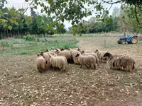 Owce (partia, płeć nieokreślona), Racka sheep — zdjęcie 1