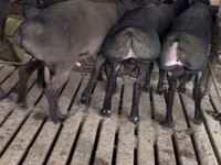 ভেড়ার পাঁঠা, ভেড়া — ছবি 2