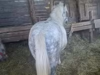 Kuda jantan, Horses — foto 2