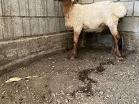Beran, Hissar sheep — foto 2