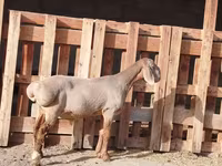 แกะตัวผู้, Rhon sheep — รูปภาพ 2