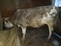 Býk, Simmental cattle — foto 1