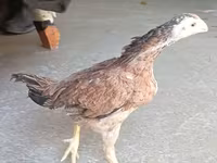 Chickens — photo 3