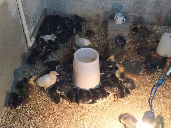 Ducks