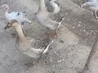 Geese — عکس 2
