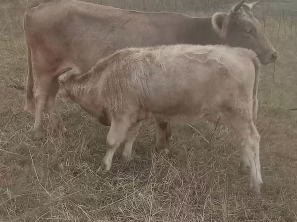 Αγελάδα, Simmental cattle
